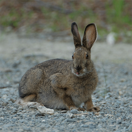 Snowshoe Hare